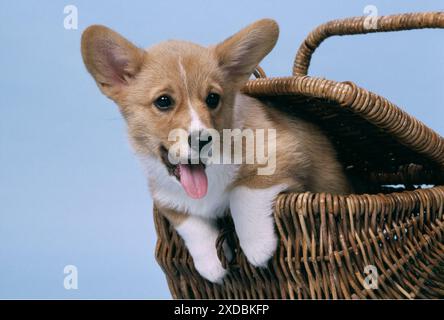 CHIEN gallois Pembroke Corgi - dans le panier Banque D'Images