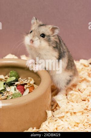 HAMSTER russe nain - avec de la nourriture sèche / sèche Banque D'Images
