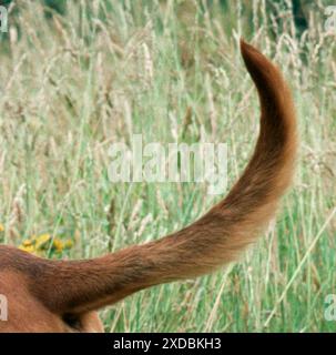 CHIEN BLOODHOUND - gros plan de la queue Banque D'Images