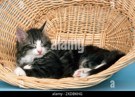 Chat de la forêt norvégienne - dans le panier Banque D'Images