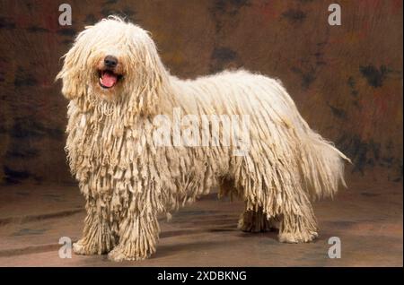 Chien - Komondor Banque D'Images