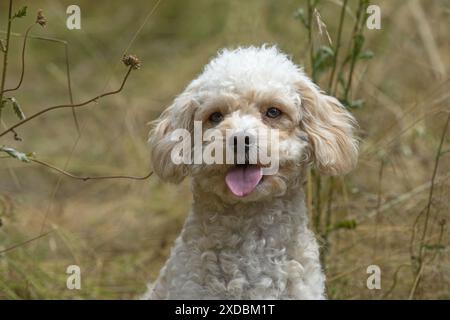 CHIEN. Cavapoo dans un pré ensoleillé Banque D'Images