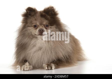 CHIEN. Pomeranian, studio , sur blanc Banque D'Images