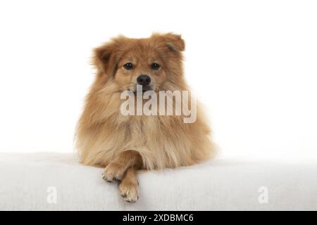 CHIEN. Pomeranian, studio, couché avec les pattes croisées Banque D'Images