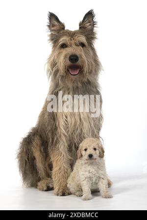 CHIEN. Chiot Cavapoo , 6 semaines avec une Picardie Banque D'Images