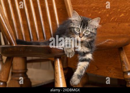 CAT. Chatons tabby bruns, x2 ( 12 semaines ) assis Banque D'Images
