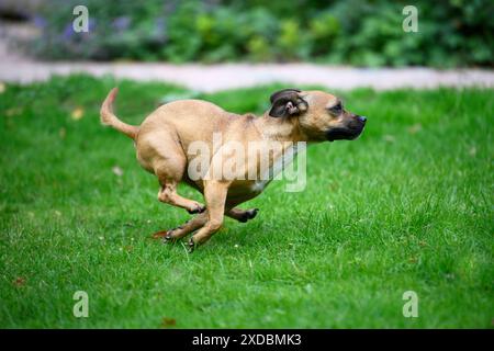 CHIEN, bouledogue français X Chihuahua, courant dans un jardin Banque D'Images