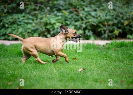 CHIEN, bouledogue français X Chihuahua, courant dans un jardin Banque D'Images