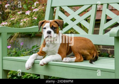 CHIEN. Bulldog X race, chiot de 16 semaines assis sur un gard Banque D'Images