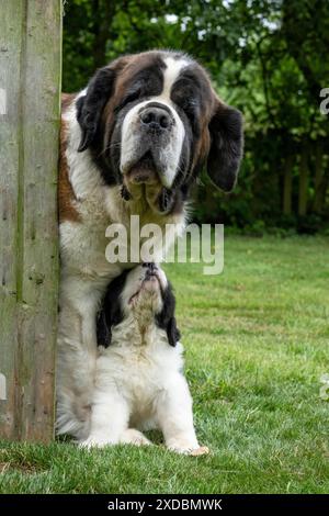 CHIEN. St Bernard adulte avec chiot de 10 semaines Banque D'Images