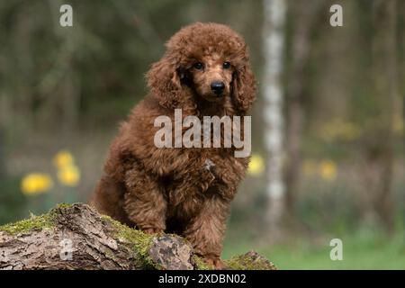 CHIEN, CHIOT, CANICHE, 14 SEMAINES, MIGNON, SUR UNE BÛCHE MOUSSUE, DANS ,. Banque D'Images