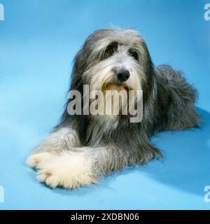 Bearded Collie Dog Banque D'Images