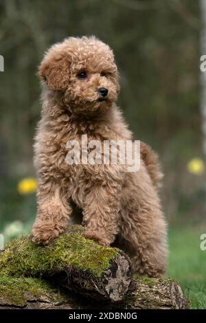 CHIEN, CHIOT, CAVAPOO, 14 SEMAINES, MIGNON, DEBOUT SUR,. Banque D'Images