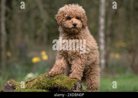 CHIEN, CHIOT, CAVAPOO, 14 SEMAINES, MIGNON, DEBOUT SUR,. Banque D'Images