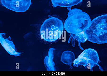 Une vue fascinante de méduses bleues éclatantes nageant dans l'océan sombre Banque D'Images