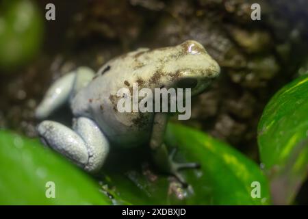 Gros plan d'une grenouille poison dorée dans son habitat naturel Banque D'Images