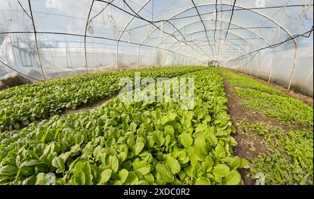 Une vue grand angle de l'intérieur d'une serre de légumes biologique, mise au point sélective. Banque D'Images