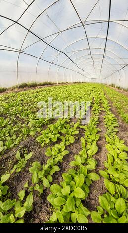 Une vue grand angle de l'intérieur d'une serre de légumes biologique, mise au point sélective. Banque D'Images