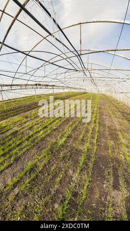 Une vue grand angle de l'intérieur d'une serre de légumes biologique, mise au point sélective. Banque D'Images