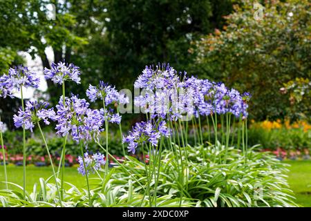 Agapanthus (Agapanthus praecox ), nom commun lys bleu,[ lys africains ou lys du Nil Banque D'Images