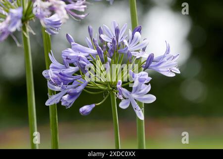 Agapanthus (Agapanthus praecox ), nom commun lys bleu,[ lys africains ou lys du Nil Banque D'Images