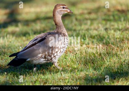 Photographie d'un canard australien mangeant de l'herbe dans un grand champ herbeux dans les Blue Mountains en Nouvelle-Galles du Sud, Australie. Banque D'Images