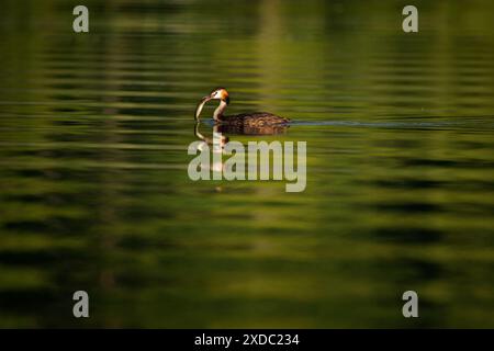 Great Crested Grebe - Podiceps cristatus membre de la famille grebe des oiseaux d'eau, chasse aux oiseaux d'eau avec des poissons de brochet capturés dans le lac vert. Banque D'Images