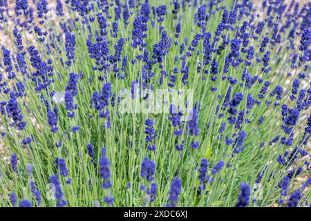 Lavandula angustifolia aka Imperial Gem Lavande poussant dans un champ Banque D'Images