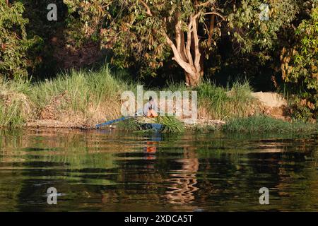 Tôt le matin, un garçon égyptien habillé traditionnellement empile des roseaux qu'il a coupés sur un petit bateau à rames en bois tiré sur les rives du Nil. Banque D'Images