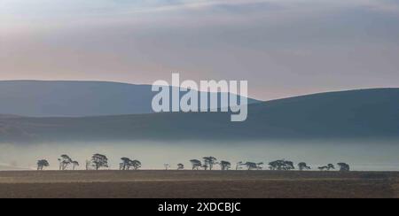 Un matin serein brumeux à Malham Tarn avec des silhouettes d'arbres contre les collines de Malham l'image capture la beauté tranquille de la nature Banque D'Images