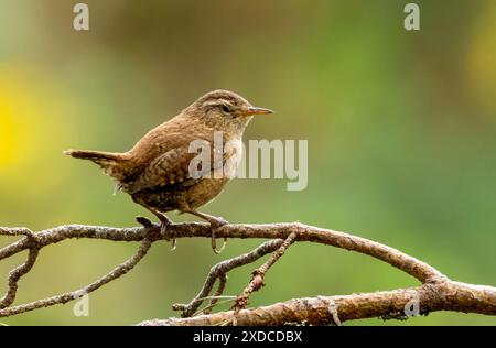 Petit oiseau Jenny Wren perché sur une branche avec fond vert naturel Banque D'Images