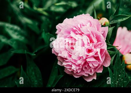 Une fleur de pivoine rose se distingue sur un fond de feuilles vertes luxuriantes dans cette scène de la nature vibrante. Copier l'espace Banque D'Images