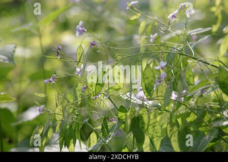 Lunaria rediviva. Belles fleurs violettes légères. Lunaria annua, fleurs d'honnêteté annuelles (Silver Dollar, Money Plant), plante à fleurs dans la famille Br Banque D'Images