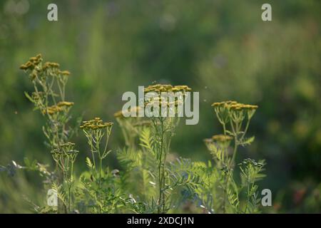 Tanacetum vulgare. Tanaisie ordinaire fleurit dans le pré dans la nature. Les fleurs jaunes vives de tanaisie commune Banque D'Images