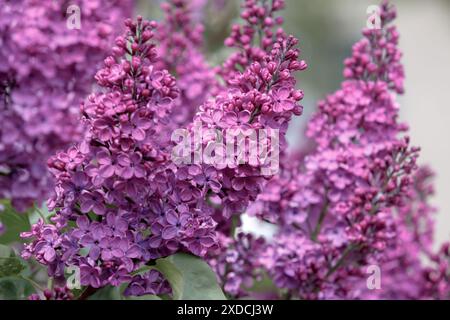 Fleurs de lilas. Branches de lilas luxuriants. Fleurs vives de buisson lilas printanier. Gros plan sur les fleurs de lilas printanières Banque D'Images