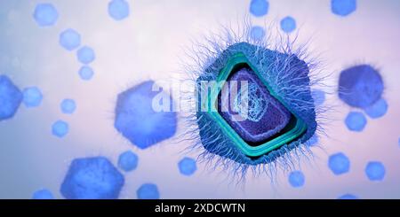 Illustrations de particules de virus géant (phylum Nucleocytoviricota) montrant la structure intérieure d'une particule. Les virus géants contiennent de l'ADN double brin, sont environ 10 fois plus gros que les virus typiques du rhume. Certaines peuvent même être plus grosses que les bactéries typiques. Banque D'Images