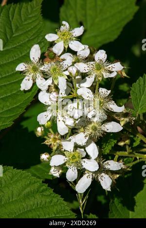 Highbush BlackBerry Banque D'Images