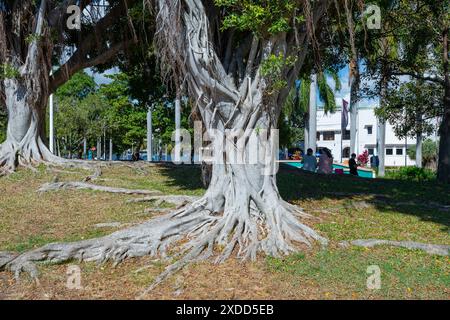 Énorme arbre Banyan avec des racines de contrefort à Strand Park, Townsville, Far North Queensland, FNQ, QLD, Australie Banque D'Images