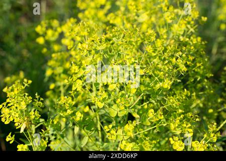 cyprès spurge, Euphorbia cyparissias fleurs jaunes gros plan sélectif Banque D'Images