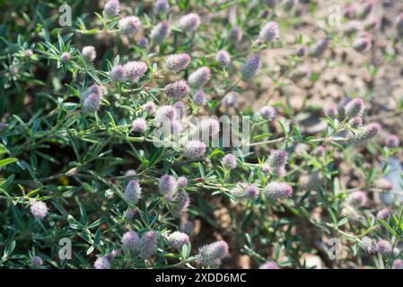 Trèfle pied de lapin, fleurs de Trifolium arvense gros plan sélectif Banque D'Images