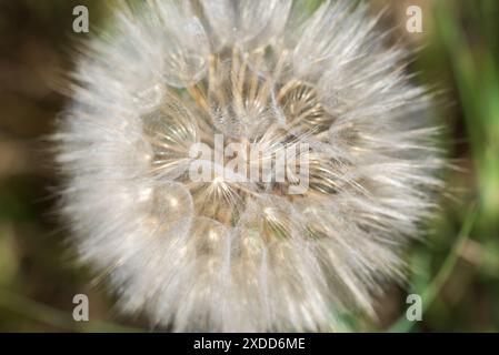 Prairie salsify, Tragopogon pratensis fleur moelleuse gros plan sélectif Banque D'Images