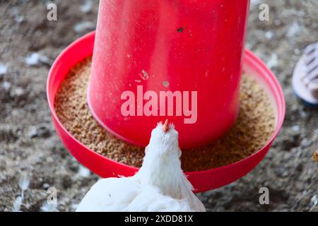 Un poulet blanc pique avec enthousiasme à des aliments dispersés provenant d'un distributeur rouge vif sur une ferme. Banque D'Images