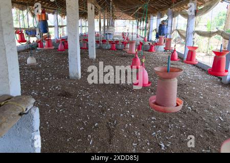 Les poulets se nourrissent et se promènent dans un grand poulailler sur une ferme animée. Banque D'Images