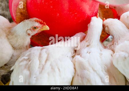 Les poulets blancs se rassemblent autour d'une mangeoire rouge dans une ferme animée, mettant en valeur leur activité d'alimentation Banque D'Images