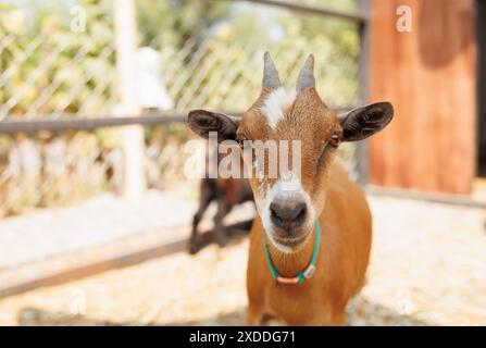 Jeune ferme animale de portrait de couleur brune de chèvre, chèvres domestiques. Banque D'Images