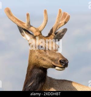 Tule Elk Buck Headshot Tomales point, point Reyes National Seashore, Comté de Marin, Californie, États-Unis. Banque D'Images