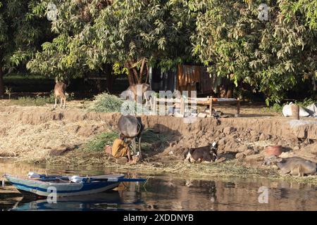 Un égyptien traite une de ses vaches tôt le matin sur sa ferme sur les rives du Nil avec un petit bateau ancré au premier plan. Banque D'Images