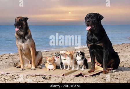 chihuahuas , malinois et rottweiler sur la plage, au printemps Banque D'Images