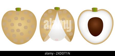 Set Fresh longan la peau est coupée, entière, coupée en deux, avec l'os isolé sur fond blanc. Illustration de Vecteur