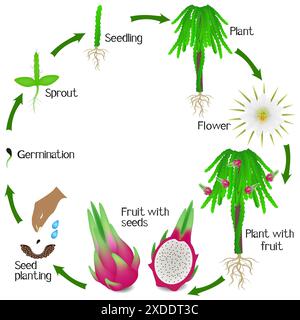 Cycle de vie d'une plante pitahaya sur fond blanc. Illustration de Vecteur